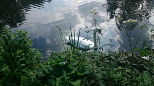 A swan at the University of Reading Whiteknights campus - we have a lake!